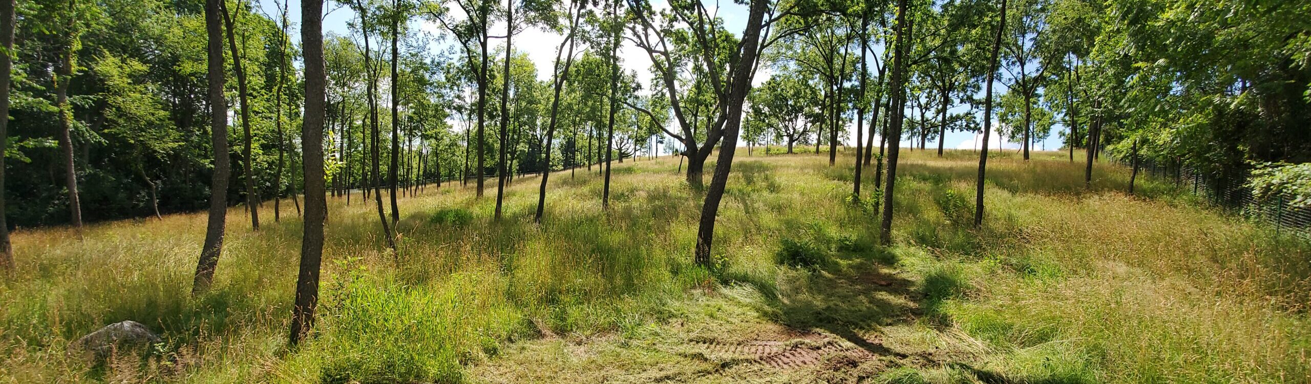 Northeast, Wisconsin Timber Stand Improvement Services