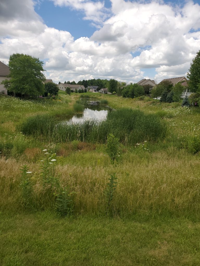 Northeast Wisconsin Phragmite Spraying