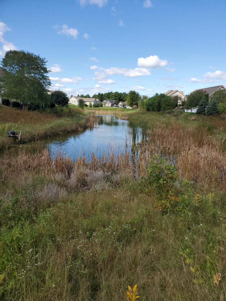 Green Bay WI Phragmite Spraying