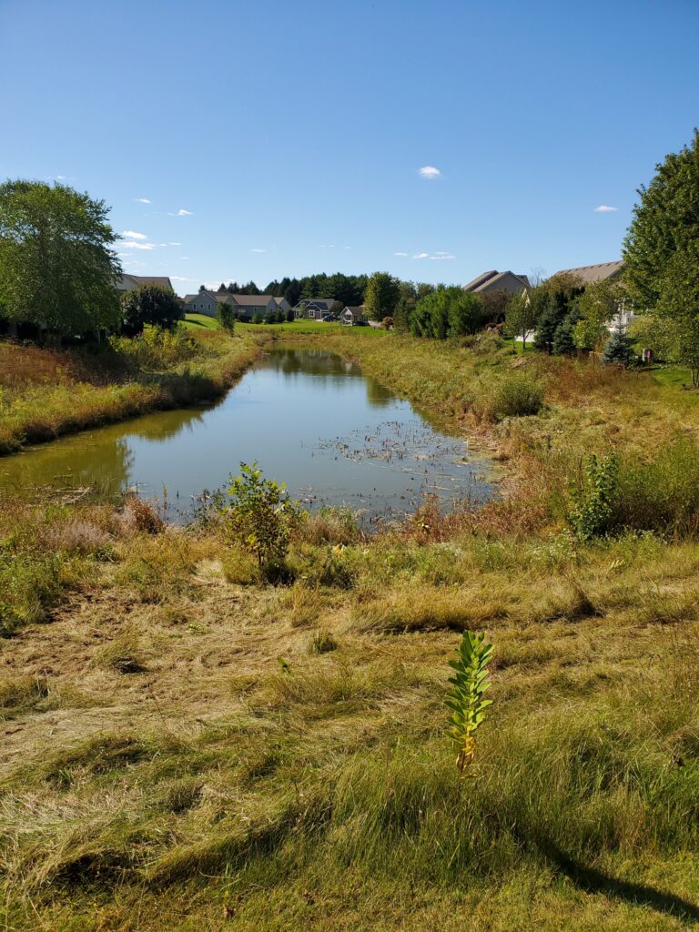 Northeast Wisconsin Phragmite Control Services