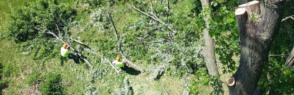 Green Bay, WI Tree Removal Service